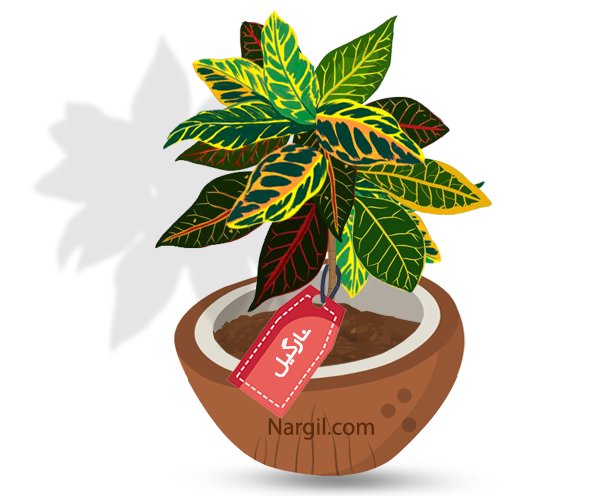 Nargil_Codiaeum Variegatum